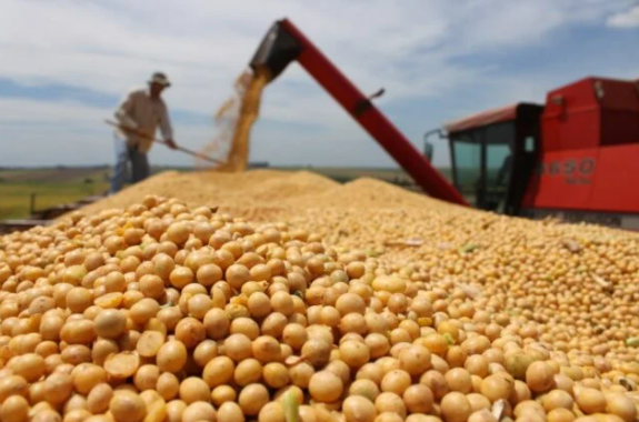 Colheita de soja atinge 24% da área no Brasil, diz consultoria